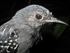 Long-winged Antwren