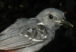 Long-winged Antwren