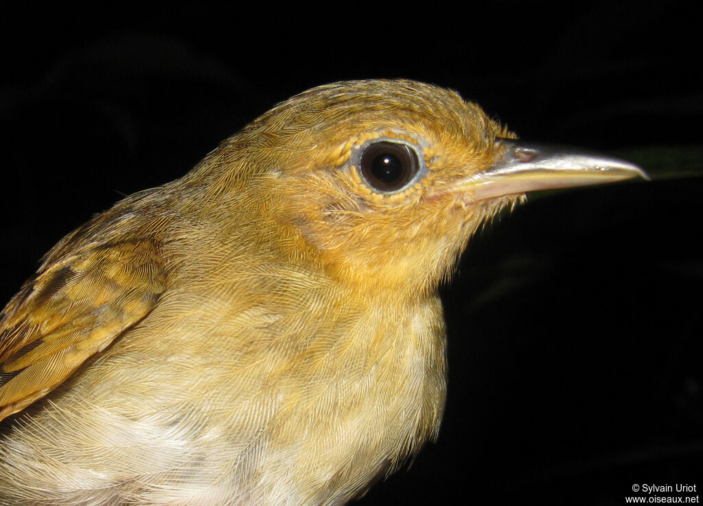 Long-winged Antwren female adult