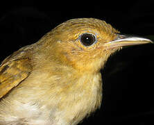 Long-winged Antwren