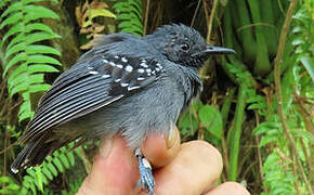 Long-winged Antwren