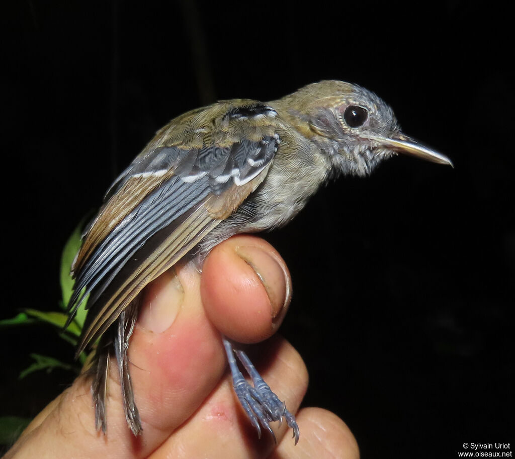 Long-winged Antwren male immature