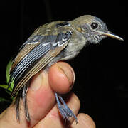 Long-winged Antwren