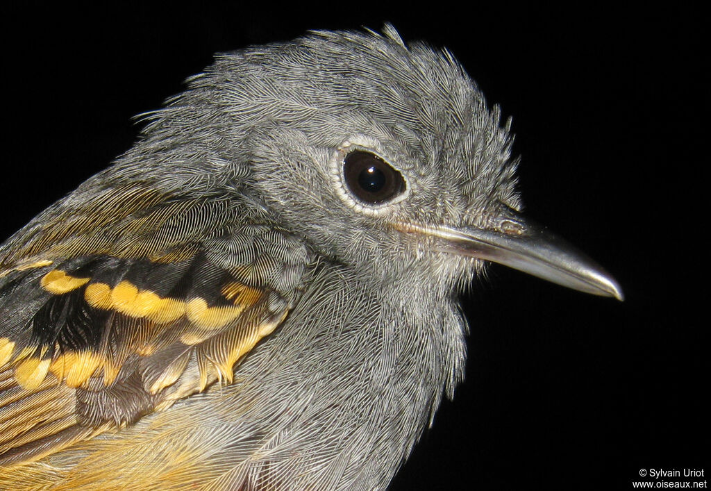 Rufous-bellied Antwren male adult