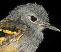 Rufous-bellied Antwren