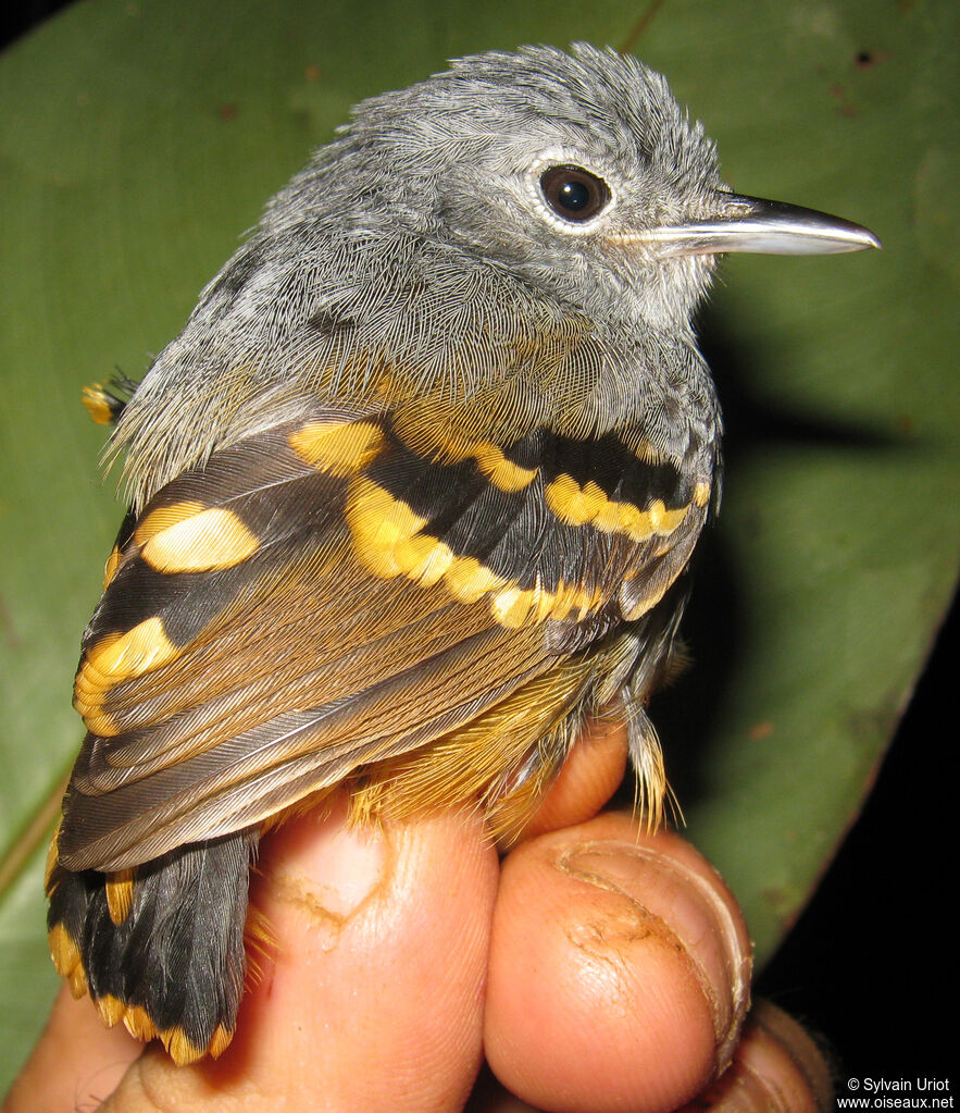 Rufous-bellied Antwren male adult