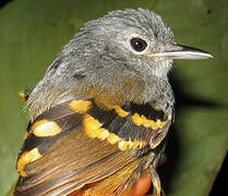 Rufous-bellied Antwren