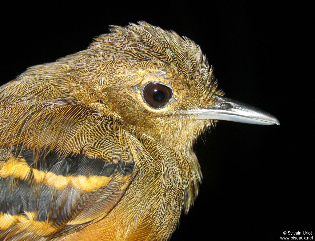 Rufous-bellied Antwren female adult