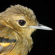 Rufous-bellied Antwren