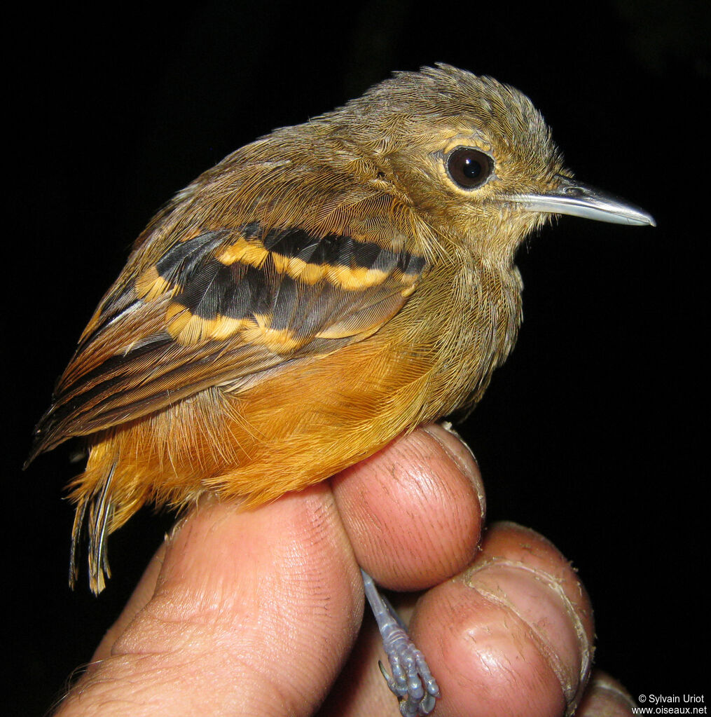 Rufous-bellied Antwren female adult