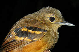 Rufous-bellied Antwren