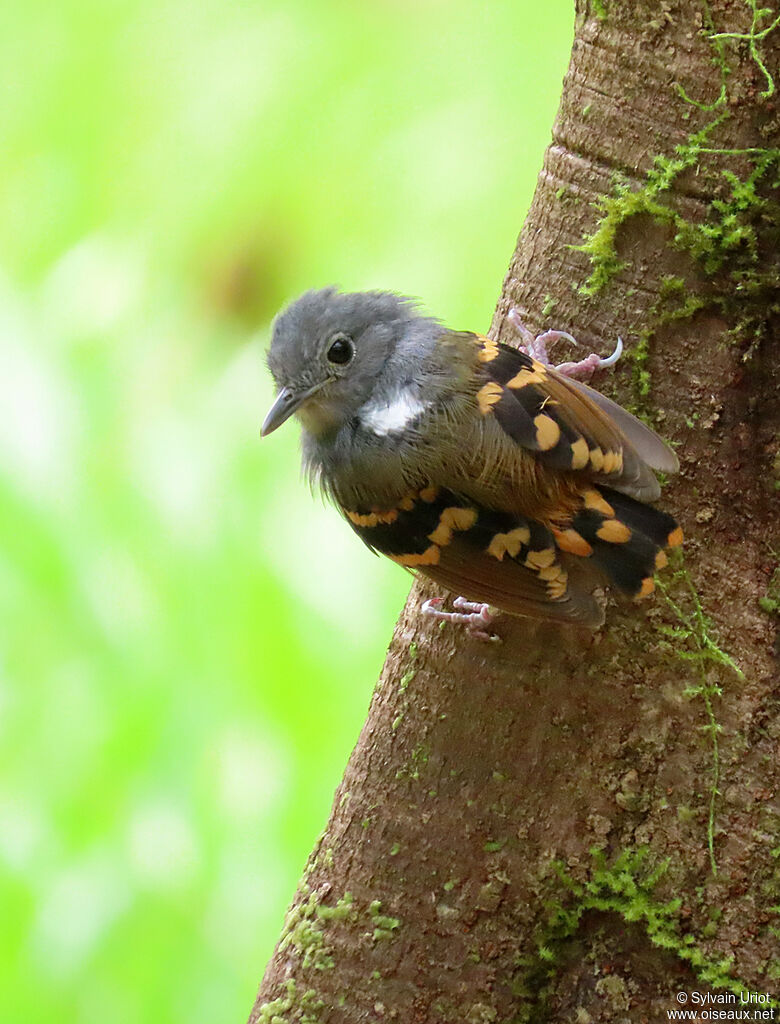 Rufous-bellied Antwren male adult