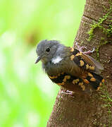 Rufous-bellied Antwren