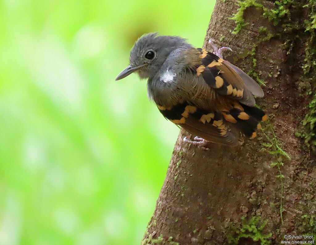 Rufous-bellied Antwren male adult