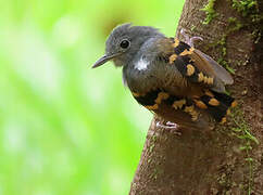 Rufous-bellied Antwren