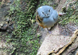 Rufous-bellied Antwren