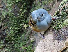 Rufous-bellied Antwren