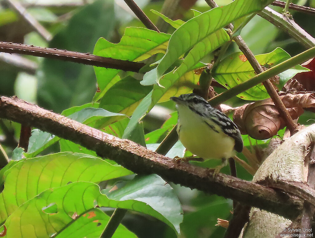 Pygmy Antwren male adult