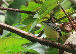 Pygmy Antwren