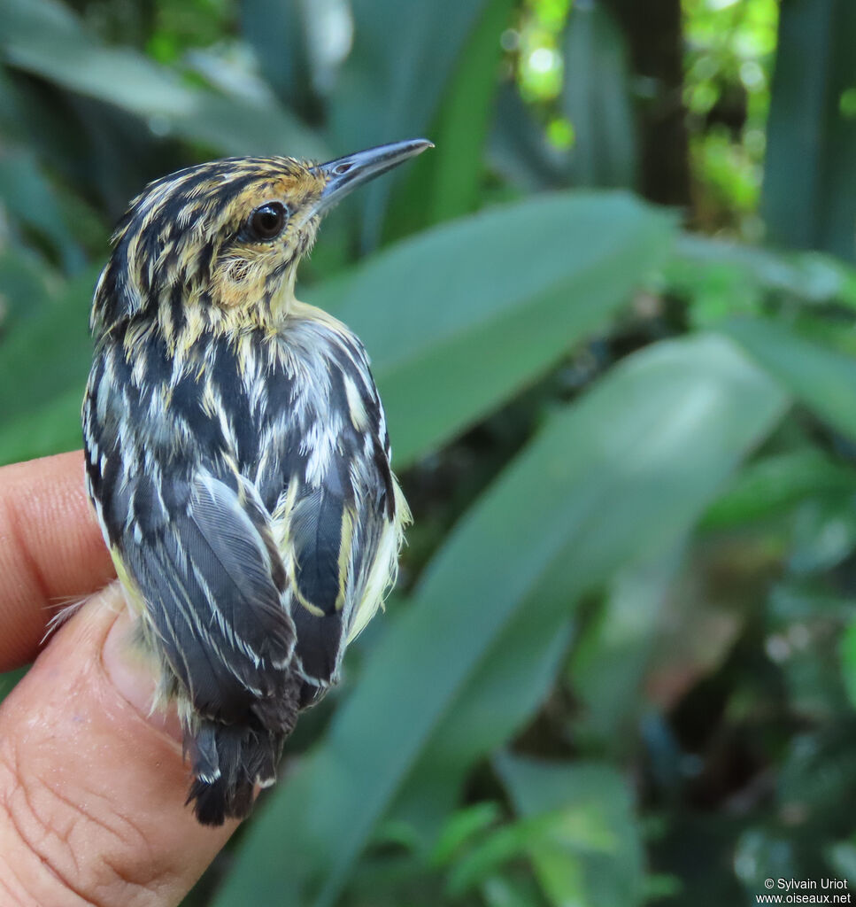Pygmy Antwren