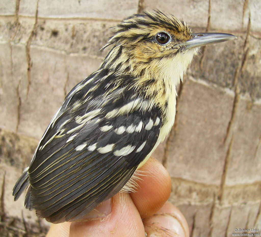 Pygmy Antwren female adult