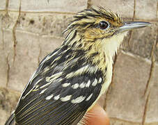 Pygmy Antwren