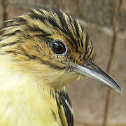 Pygmy Antwren