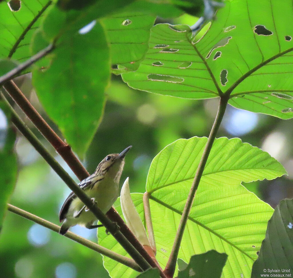 Pygmy Antwren female adult