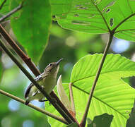 Pygmy Antwren