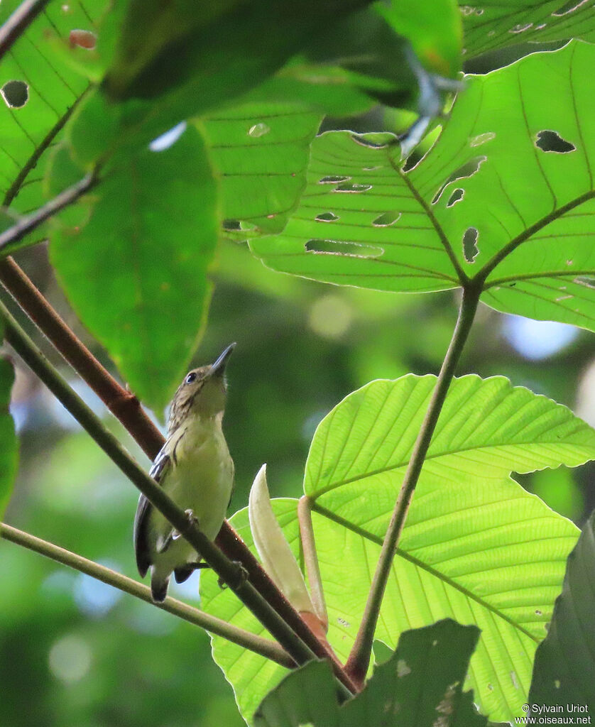 Pygmy Antwren female adult