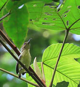 Pygmy Antwren