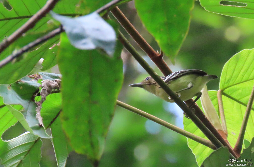 Pygmy Antwren female adult