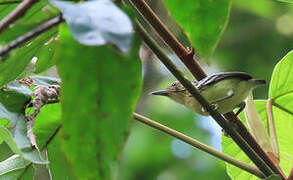 Pygmy Antwren