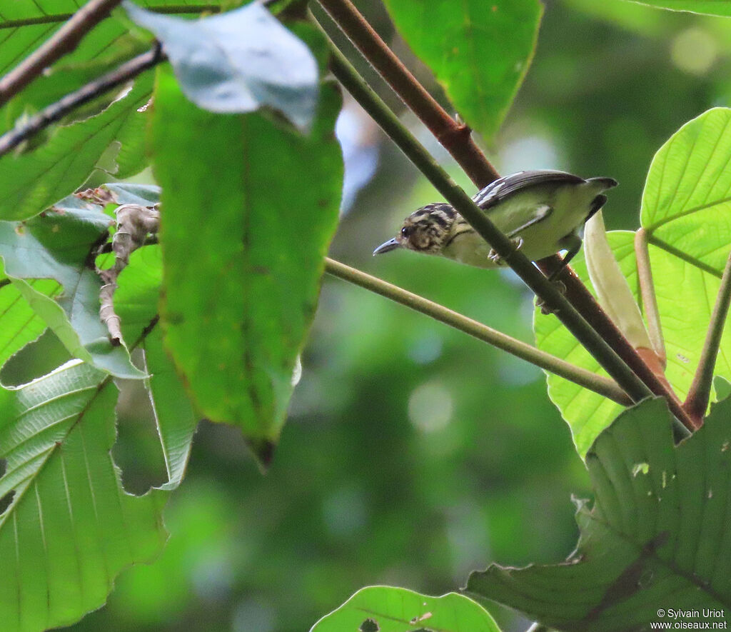 Pygmy Antwren female adult