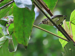 Pygmy Antwren