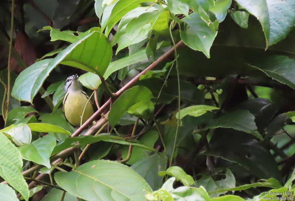 Pygmy Antwren male adult