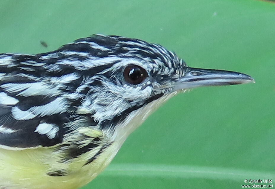 Pygmy Antwrenadult