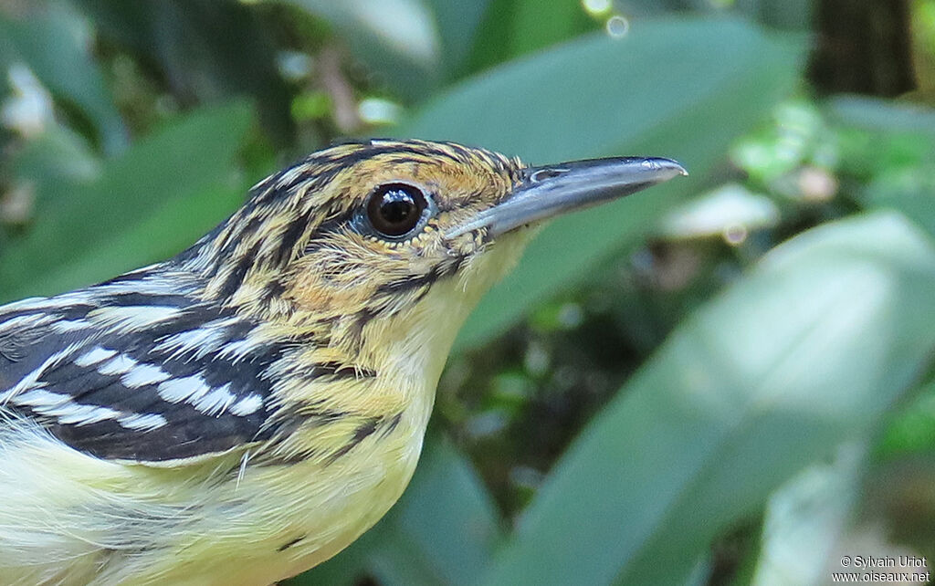 Pygmy Antwren female adult