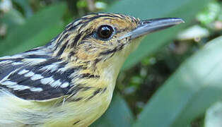 Pygmy Antwren