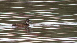 Southern Pochard