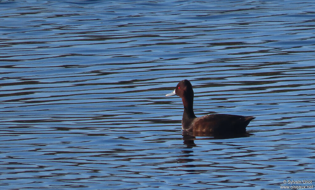 Southern Pochard male adult