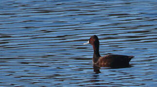 Southern Pochard