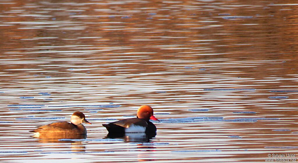 Red-crested Pochardadult