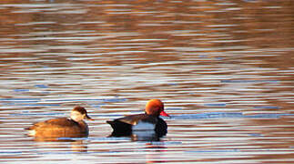 Red-crested Pochard