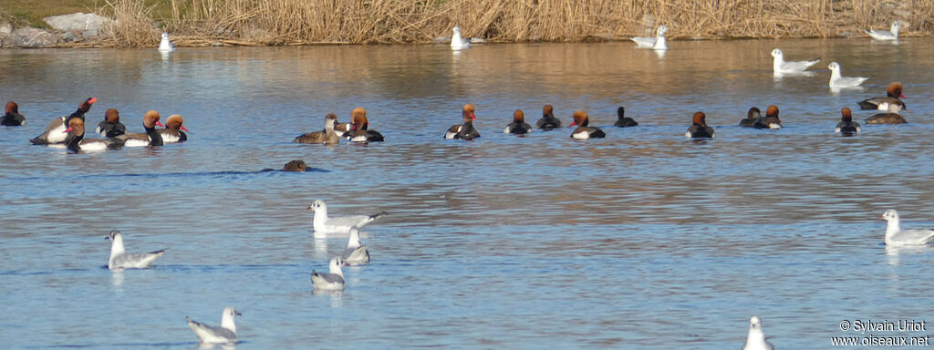 Red-crested Pochard