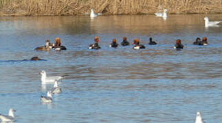 Red-crested Pochard