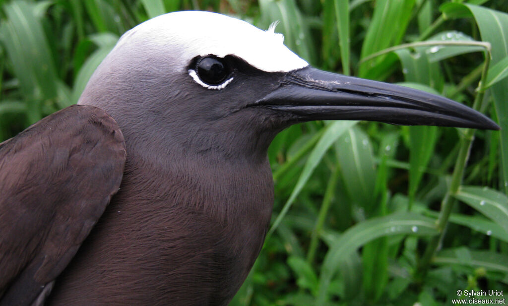 Brown Noddyadult