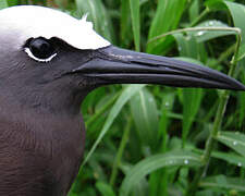 Brown Noddy