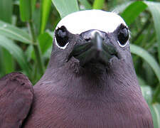 Brown Noddy