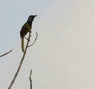 Oriole Warbler